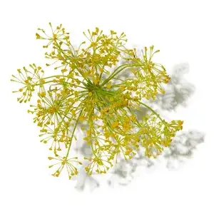 Cây Bạch Chỉ (Angelica)