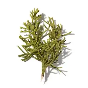 Gỗ Bách (Cypress)