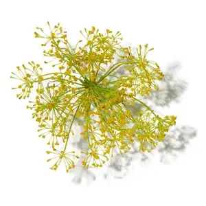 Lá Galbanum (Galbanum Leaf)