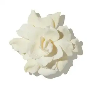 Hoa Sơn Chi (Gardenia)