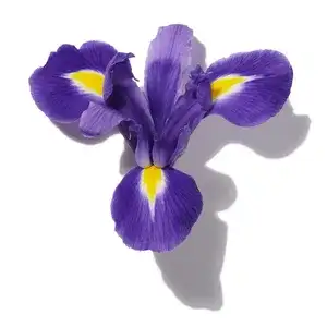 Hương Iris (Iris)