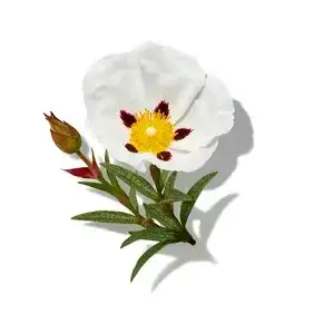 Hương Nhựa Thơm Labdanum