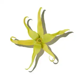 Hoa Ngọc Lan Tây (Ylang-Ylang)