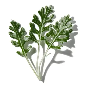 artemisia