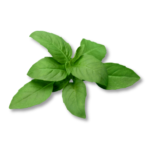 basil-hung-que