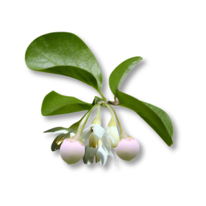 Bồ Đề Styrax