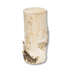 Cây Bạch Dương (Birch)