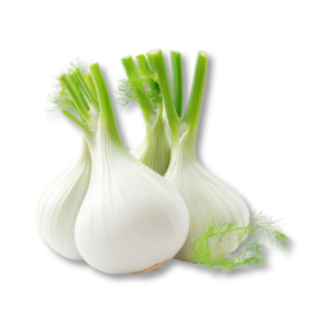 Cây Thì Là (Fennel)