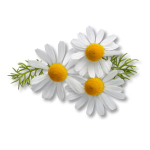 chamomile-cuc-la-ma