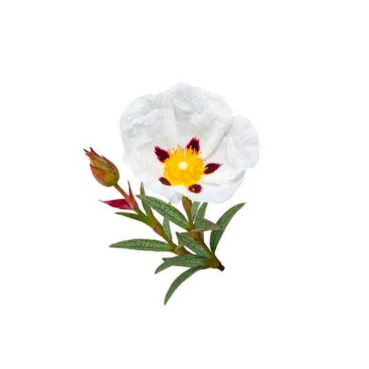 cistus-ladanifer