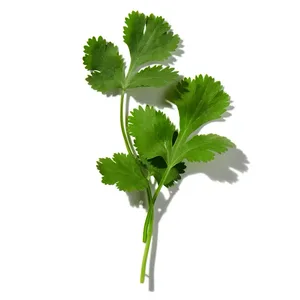 Rau Mùi (Coriander)