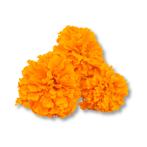 Cúc Vạn Thọ (Marigold)