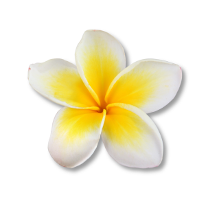 frangipani-hoa-su