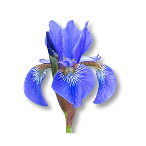 french-iris-hoa-dien-vi-phap