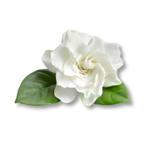 gardenia-hoa-danh-danh