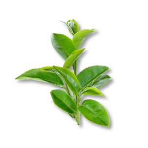 green-notes-huong-xanh