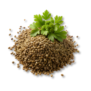 Hạt Cần Tây (Celery Seed)