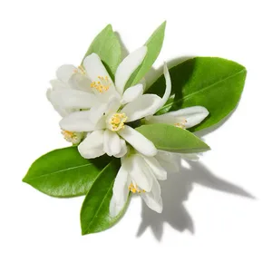 Hoa Cam (Orange Blossom)