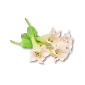 Hoa Cây Thuốc Lá (Tobacco Blossom)