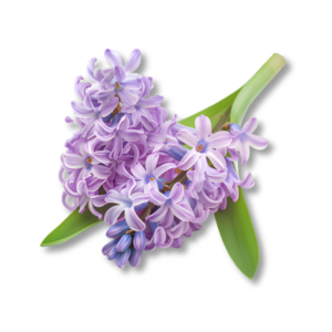 Hoa Lan Dạ Hương (Hyacinth)