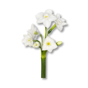 hoa-nhai-leo-stephanotis