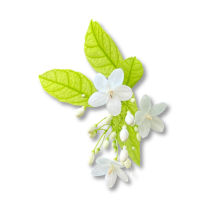 Hoa Nhài Nước (Water Jasmine)