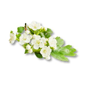 Hoa Táo Gai (Crabapple Flower)