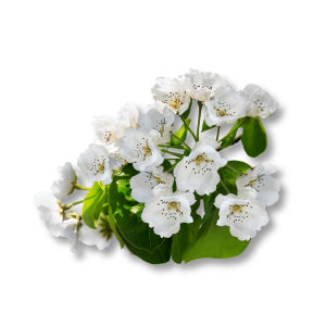 hoa-trai-le-pear-blossom