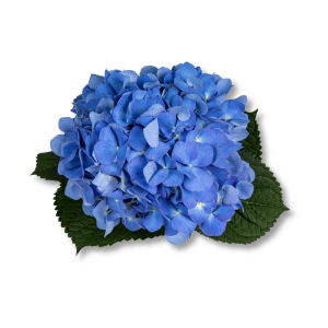 Hoa Tú Cầu (Hortensia)