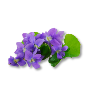 Hoa violet Parma (Parma Violet)