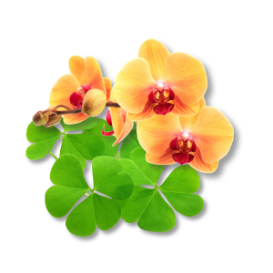 Hương Amyl Salicylate