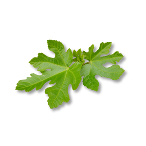 italian-fig-leaves-la-va-y