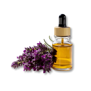 lavender-absolute-tinh-dau-oai-huong