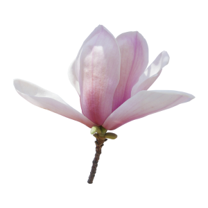 magnolia-hoa-moc-lan