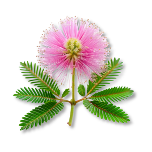 mimosaceae-hoa-mimosa