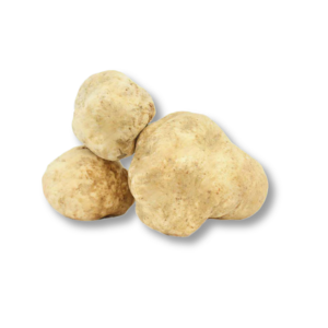 Nấm Truýp Trắng (White Truffle)
