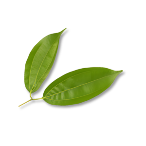 Nhựa cây Peru (Peru Balsam)