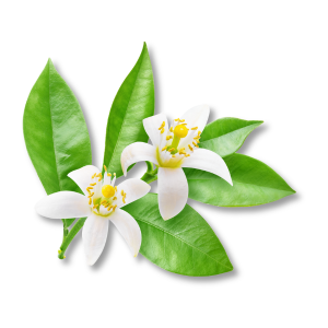 orange-blossom-hoa-cam