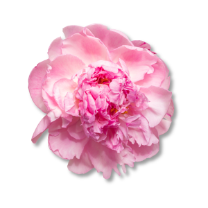 peony-hoa-mau-don