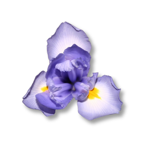 purple-iris-hoa-dien-vi-tim