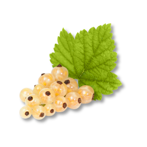 Quả Lý Chua Trắng (White Currant)