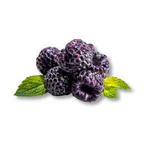 Quả Mâm Xôi Đen (Black Raspberry)