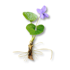 Rễ Hoa Violet (Violet Root)