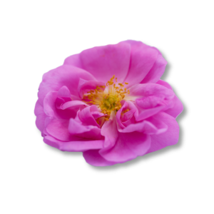 rosa-damascena-hoa-hong-damask