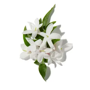 Hoa Nhài Sambac (Sambac Jasmine)