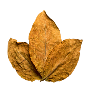 tobacco-leaf-la-thuoc-la