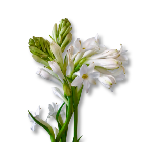 tuberose-hoa-hue-trang