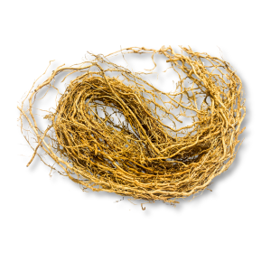 vetiver-co-huong-bai