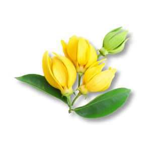 ylang-ylang-ngoc-lan-tay