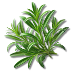 aromatic